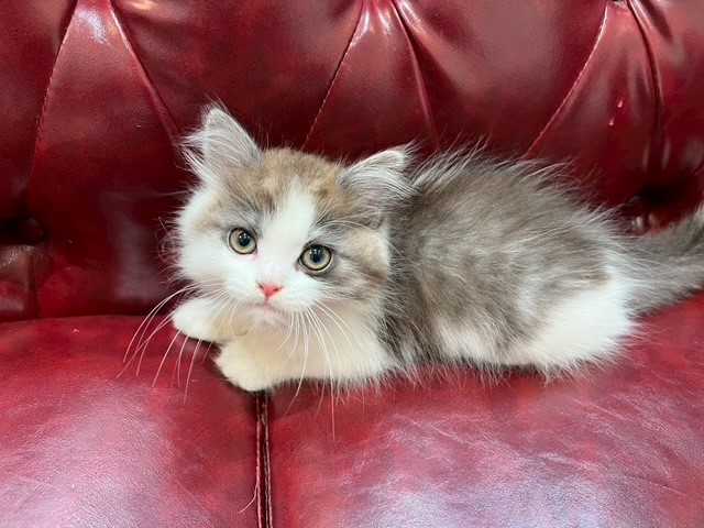 茨城県のスコティッシュフォールド (OneBuddy佐原東店/2025年10月11日生まれ/男の子/レッドタビーホワイト)の子猫