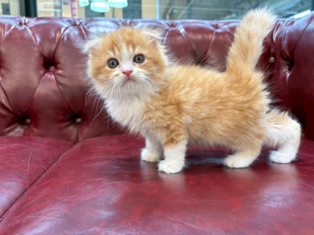 茨城県のスコティッシュフォールド (OneBuddy佐原東店/2025年10月11日生まれ/男の子/レッドタビーホワイト)の子猫の2枚目の画像