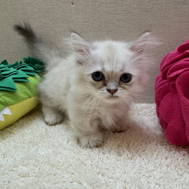 茨城県のミヌエット (ペットアミ鹿嶋店/2025年9月30日生まれ/男の子/ブルーリンクスポイント)の子猫