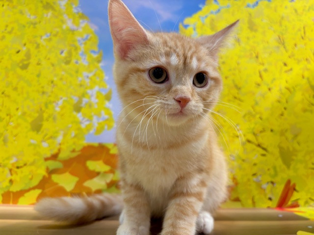 栃木県のスコティッシュストレート (ペッツワン小山店/2025年9月18日生まれ/男の子/クリームタビーホワイト)の子猫の4枚目の画像