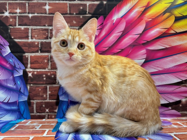 栃木県のスコティッシュストレート (ペッツワン小山店/2025年9月18日生まれ/男の子/クリームタビーホワイト)の子猫の1枚目の画像