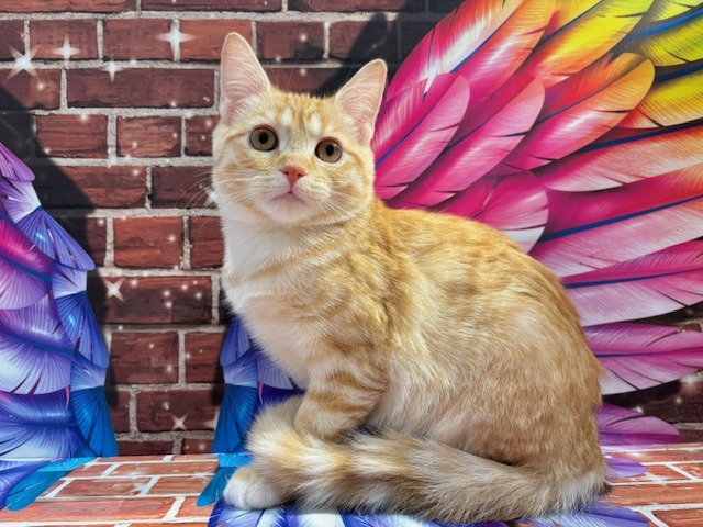 栃木県のスコティッシュストレート (ペッツワン小山店/2025年9月18日生まれ/男の子/クリームタビーホワイト)の子猫の2枚目の画像