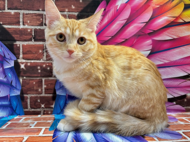 栃木県のスコティッシュストレート (ペッツワン小山店/2025年9月18日生まれ/男の子/クリームタビーホワイト)の子猫の3枚目の画像