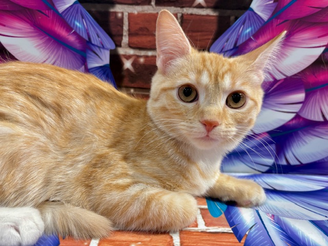 栃木県のスコティッシュストレート (ペッツワン小山店/2025年9月18日生まれ/男の子/クリームタビーホワイト)の子猫の4枚目の画像