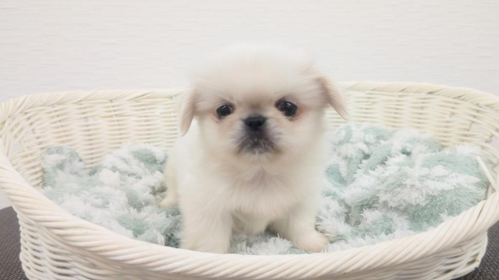 埼玉県のペキニーズ (OneBuddy宮代店/2025年10月25日生まれ/女の子/ホワイト)の子犬の1枚目の画像