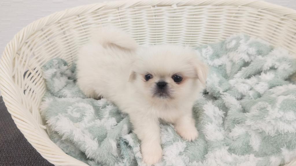 埼玉県のペキニーズ (OneBuddy宮代店/2025年10月25日生まれ/女の子/ホワイト)の子犬の2枚目の画像