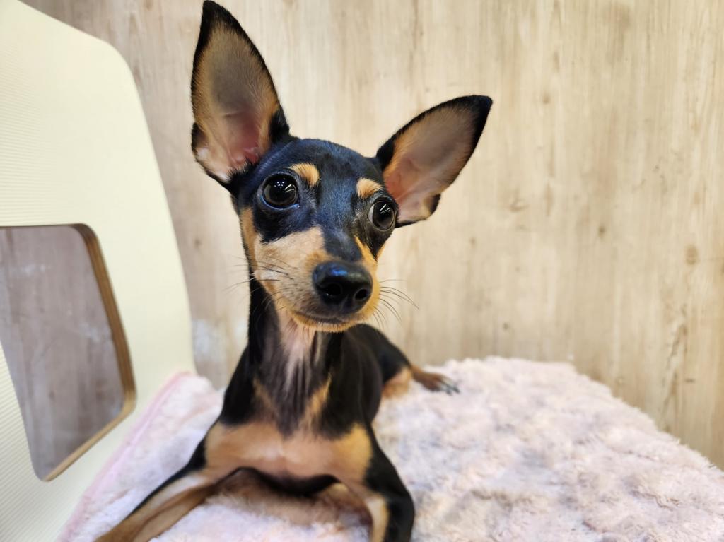 埼玉県のミニチュアピンシャー (OneDo吹上店/2025年9月20日生まれ/男の子/ブラックタン)の子犬の2枚目の画像