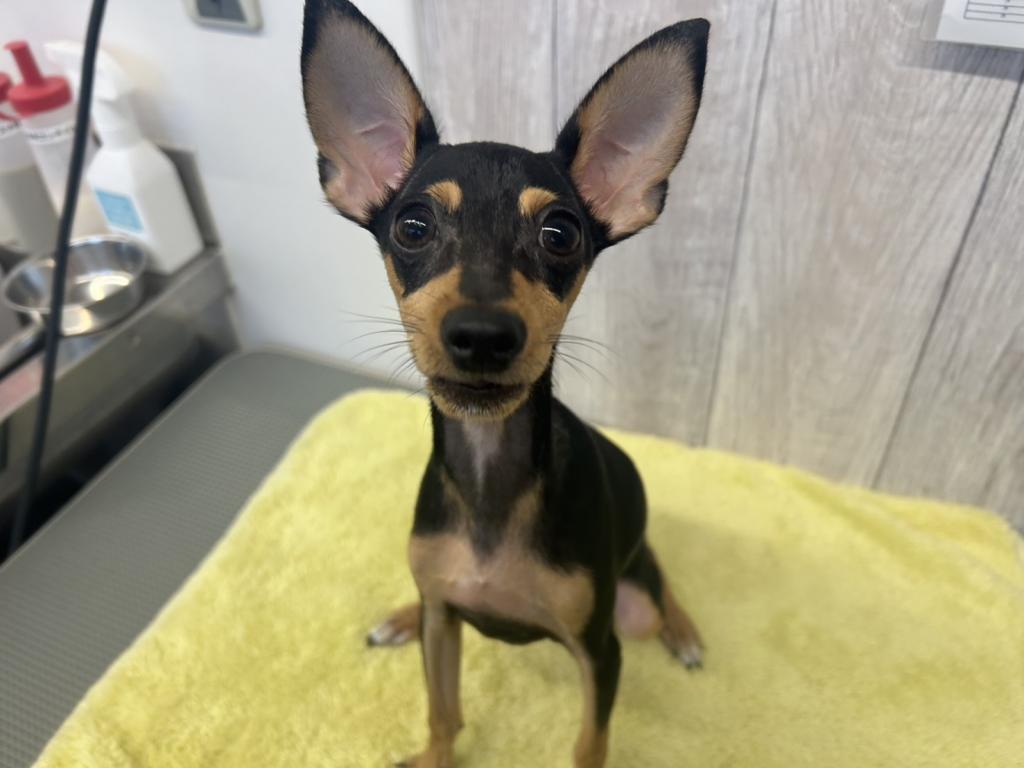 埼玉県のミニチュアピンシャー (ペットプラザ越谷大里店/2025年9月20日生まれ/男の子/ブラックタン)の子犬の4枚目の画像