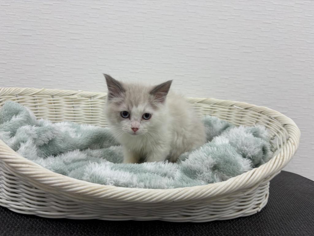 埼玉県のラグドール (OneBuddy宮代店/2025年10月31日生まれ/男の子/ブルーポイントバイカラー)の子猫の2枚目の画像