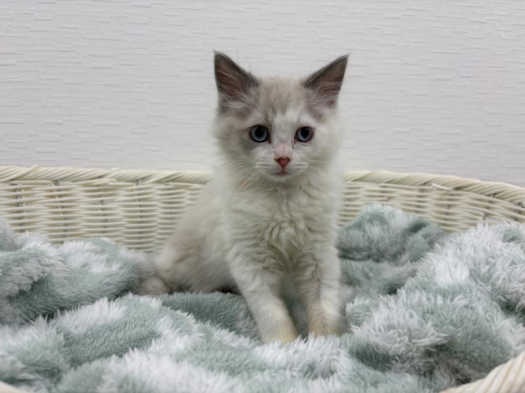 埼玉県のラグドール (OneBuddy宮代店/2025年10月31日生まれ/男の子/ブルーポイントバイカラー)の子猫の1枚目の画像