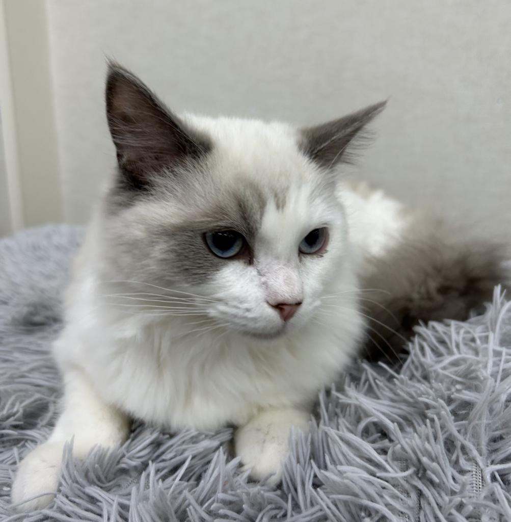 茨城県のラグドール (ペットアミ桜川店/2025年10月31日生まれ/男の子/ブルーポイントバイカラー)の子猫の1枚目の画像