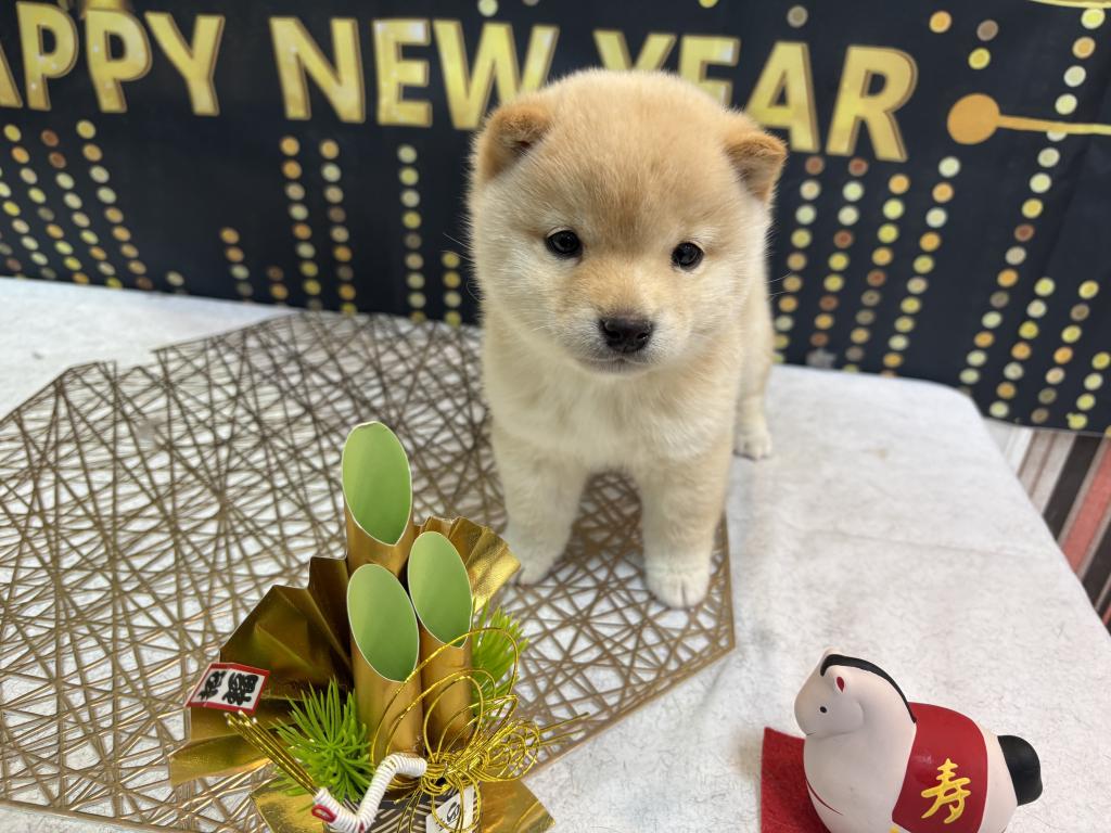 東京都の豆柴 (OneBuddy町田三輪店/2025年11月4日生まれ/女の子/白)の子犬の1枚目の画像