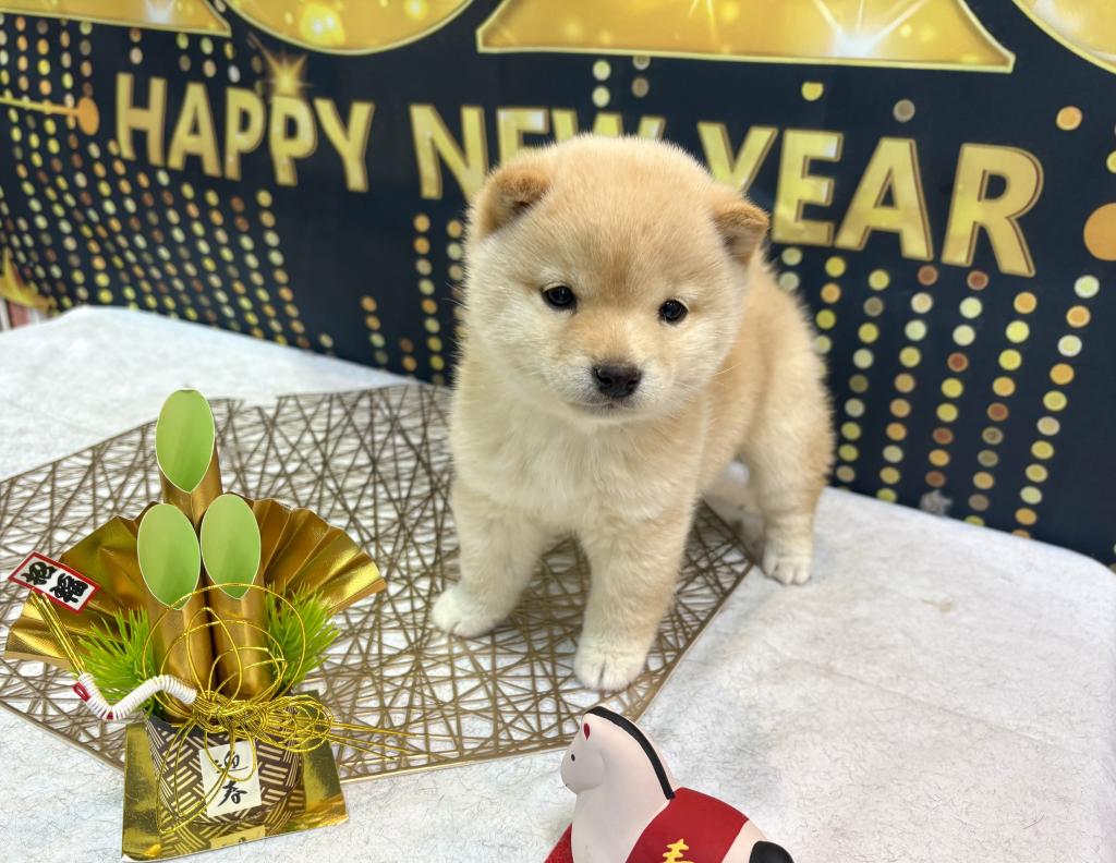 東京都の豆柴 (OneBuddy町田三輪店/2025年11月4日生まれ/女の子/白)の子犬の2枚目の画像