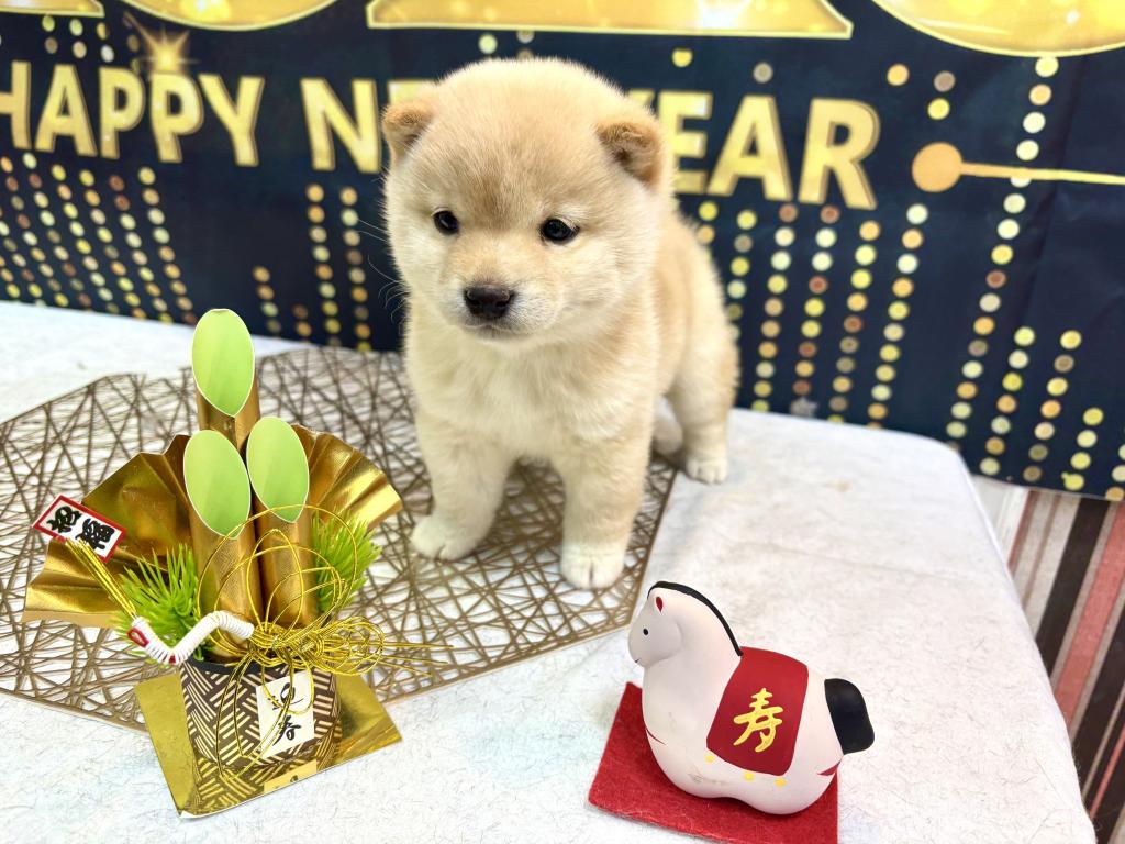 東京都の豆柴 (OneBuddy町田三輪店/2025年11月4日生まれ/女の子/白)の子犬の3枚目の画像