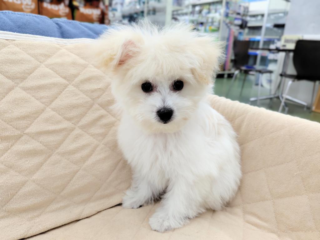 茨城県のハーフ犬・ミックス犬 (OneBuddyトモニー水戸店/2025年8月30日生まれ/男の子/ホワイト)の子犬の2枚目の画像