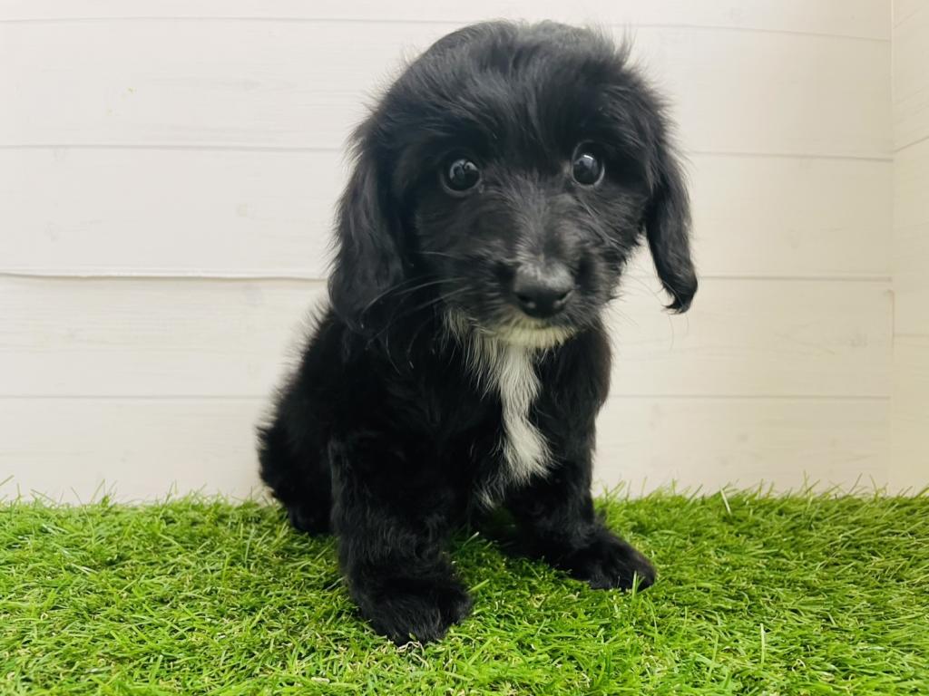 茨城県のハーフ犬・ミックス犬 (ペッツワン日立店/2025年8月28日生まれ/男の子/ブラック)の子犬