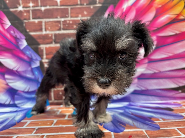 栃木県のミニチュアシュナウザー (ペッツワン小山店/2025年11月7日生まれ/女の子/ブラックシルバー)の子犬の1枚目の画像