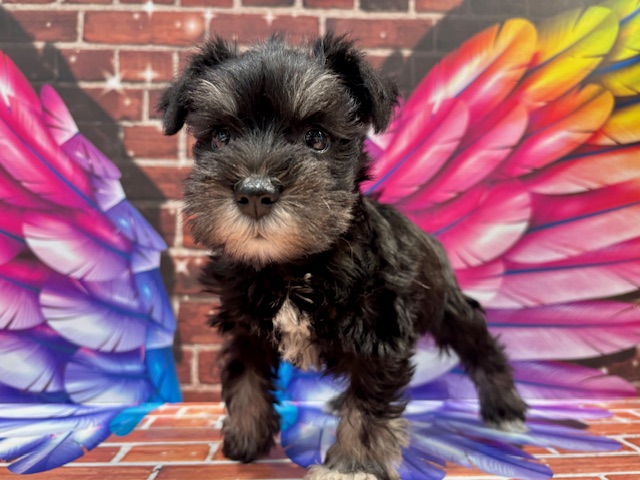 栃木県のミニチュアシュナウザー (ペッツワン小山店/2025年11月7日生まれ/女の子/ブラックシルバー)の子犬の2枚目の画像