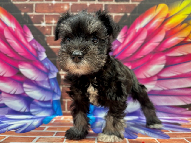 栃木県のミニチュアシュナウザー (ペッツワン小山店/2025年11月7日生まれ/女の子/ブラックシルバー)の子犬の3枚目の画像