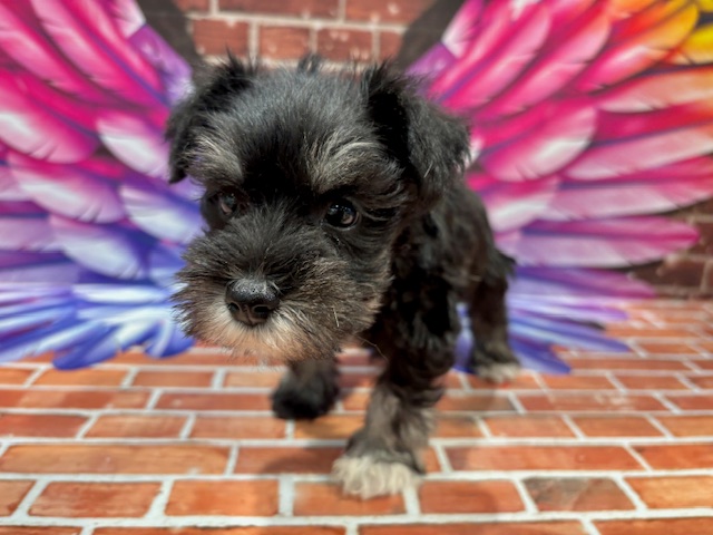 栃木県のミニチュアシュナウザー (ペッツワン小山店/2025年11月7日生まれ/女の子/ブラックシルバー)の子犬の4枚目の画像