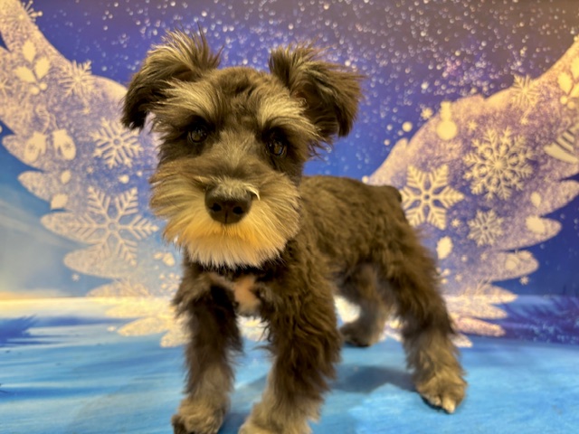 栃木県のミニチュアシュナウザー (ペッツワン小山店/2025年11月7日生まれ/女の子/ブラックシルバー)の子犬の1枚目の画像