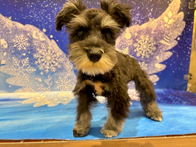 栃木県のミニチュアシュナウザー (ペッツワン小山店/2025年11月7日生まれ/女の子/ブラックシルバー)の子犬の2枚目の画像