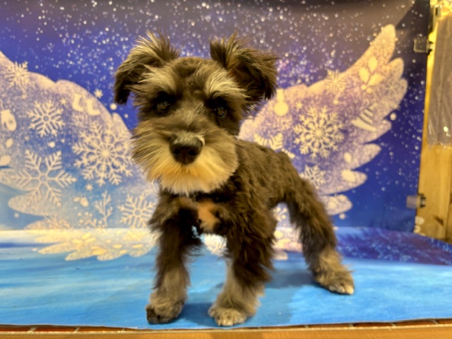 栃木県のミニチュアシュナウザー (ペッツワン小山店/2025年11月7日生まれ/女の子/ブラックシルバー)の子犬の3枚目の画像