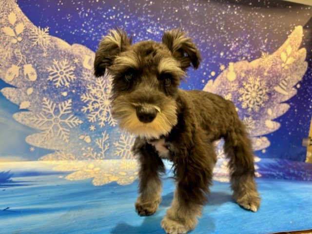 栃木県のミニチュアシュナウザー (ペッツワン小山店/2025年11月7日生まれ/女の子/ブラックシルバー)の子犬の4枚目の画像