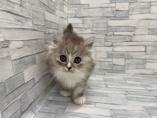 埼玉県のミヌエット (ニコペットセレクトOneBuddy蕨錦町店/2025年11月22日生まれ/男の子/シルバータビーホワイト)の子猫