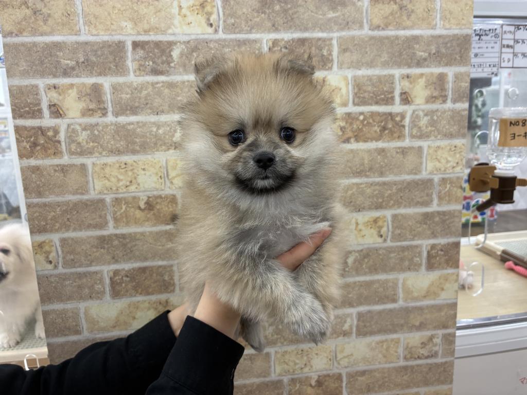 北海道のポメラニアン (ジャパンペッツトレーディング帯広店/2025年11月15日生まれ/男の子/オレンジ)の子犬