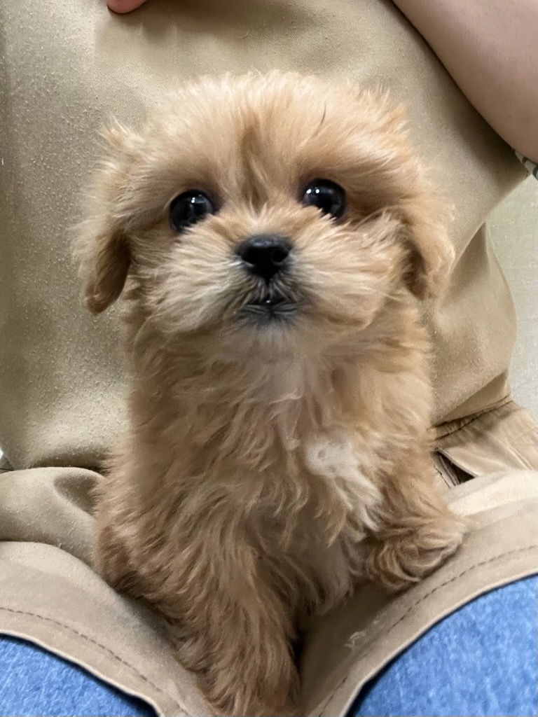 静岡県のハーフ犬・ミックス犬 (ペットアミ吉田店/2025年11月9日生まれ/女の子/その他色)の子犬