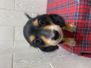 東京都のカニンヘンダックスフンド(ロング) (OneBuddy仙川店/2025年11月8日生まれ/男の子/ブラックタン)の子犬の1枚目の画像