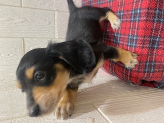 東京都のカニンヘンダックスフンド(ロング) (OneBuddy仙川店/2025年11月8日生まれ/男の子/ブラックタン)の子犬の2枚目の画像