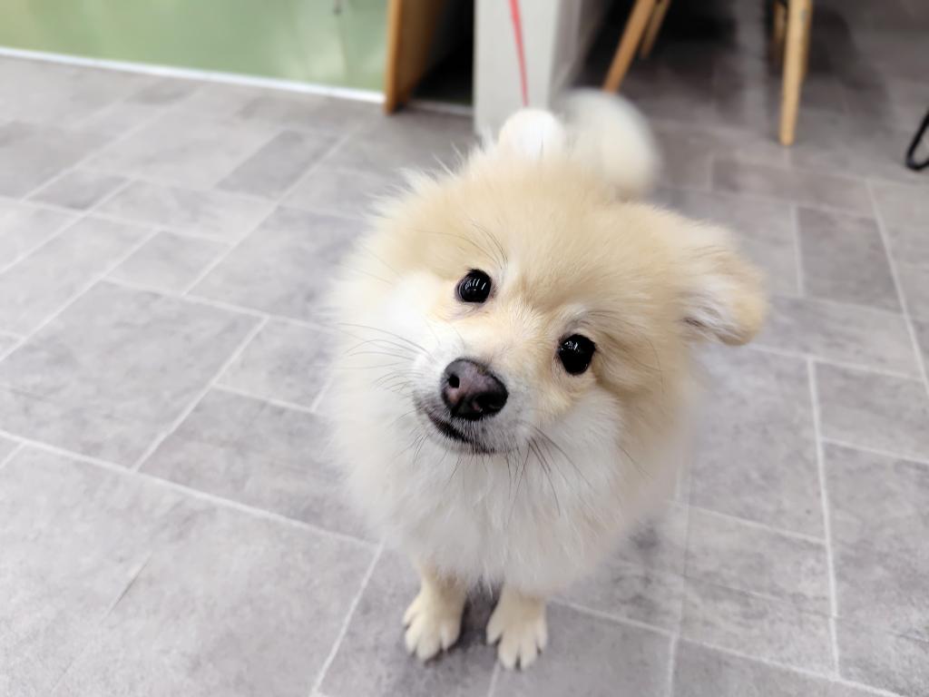 茨城県のポメラニアン (OneBuddyトモニー水戸店/2025年11月15日生まれ/男の子/オレンジ)の子犬の2枚目の画像