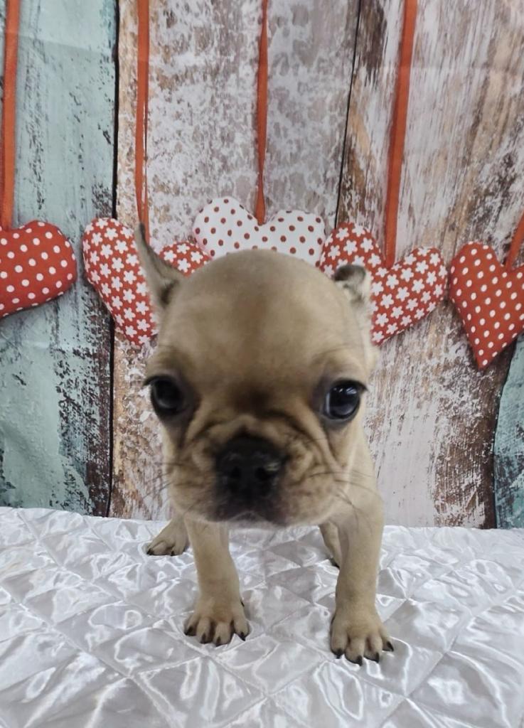 北海道のフレンチブルドッグ (ジャパンペッツトレーディング伏古店/2025年10月18日生まれ/女の子/クリーム)の子犬