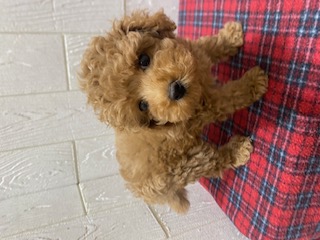 東京都のトイプードル(トイ) (OneBuddy仙川店/2025年11月8日生まれ/男の子/レッド)の子犬の1枚目の画像