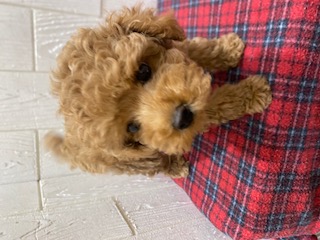 東京都のトイプードル(トイ) (OneBuddy仙川店/2025年11月8日生まれ/男の子/レッド)の子犬の3枚目の画像