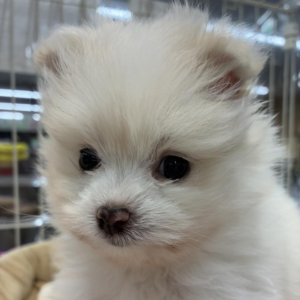 北海道のハーフ犬・ミックス犬 (ジャパンペッツトレーディング西岡店/2025年11月7日生まれ/男の子/ホワイト)の子犬