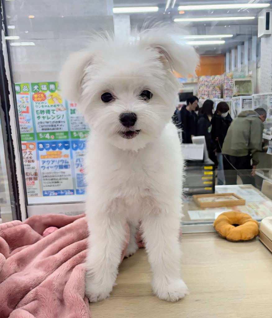 北海道のポメチワ/チワポメ/ポメチー(ポメラニアン×チワワ) (ジャパンペッツトレーディング屯田店/2025年11月7日生まれ/男の子/ホワイト)の子犬の3枚目の画像