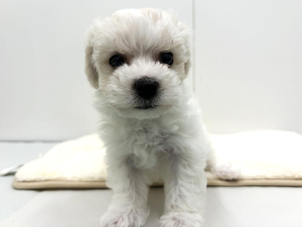 栃木県のビションフリーゼ (ペッツワン宇都宮平出店/2025年10月3日生まれ/女の子/ホワイト)の子犬の2枚目の画像