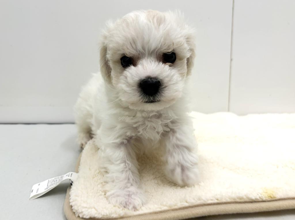 栃木県のビションフリーゼ (ペッツワン宇都宮平出店/2025年10月3日生まれ/女の子/ホワイト)の子犬の3枚目の画像