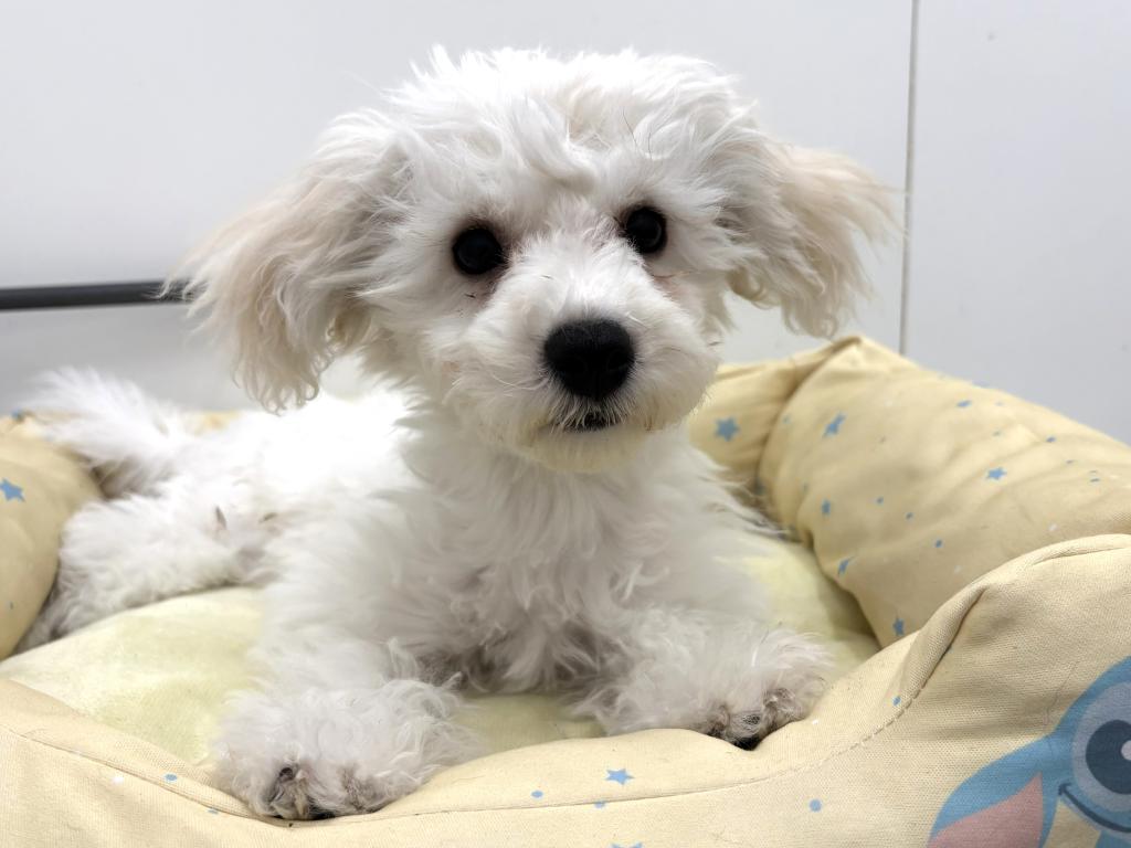 栃木県のビションフリーゼ (ペッツワン宇都宮平出店/2025年10月3日生まれ/女の子/ホワイト)の子犬の1枚目の画像