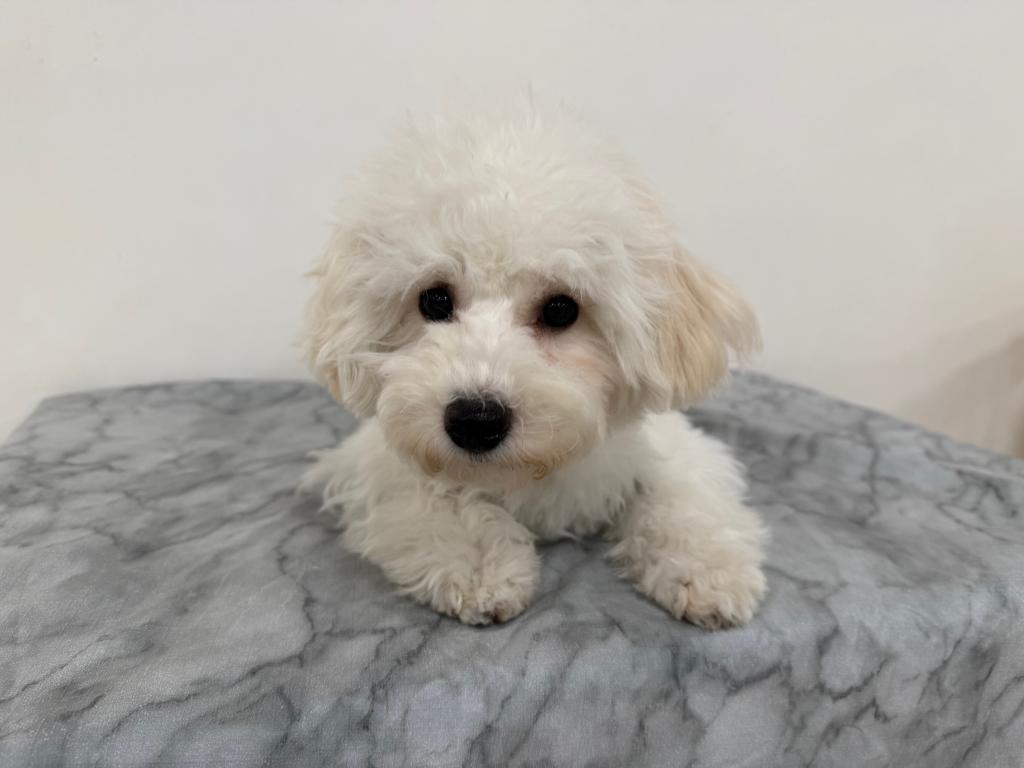 茨城県のビションフリーゼ (OneBuddy古河店/2025年10月3日生まれ/女の子/ホワイト)の子犬の1枚目の画像