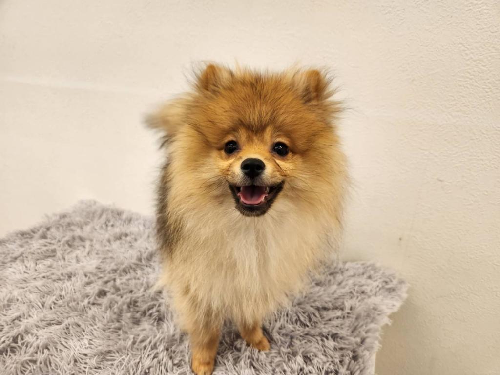 埼玉県のポメラニアン (ペットプラザ越谷大里店/2025年9月12日生まれ/男の子/オレンジセーブル)の子犬の3枚目の画像