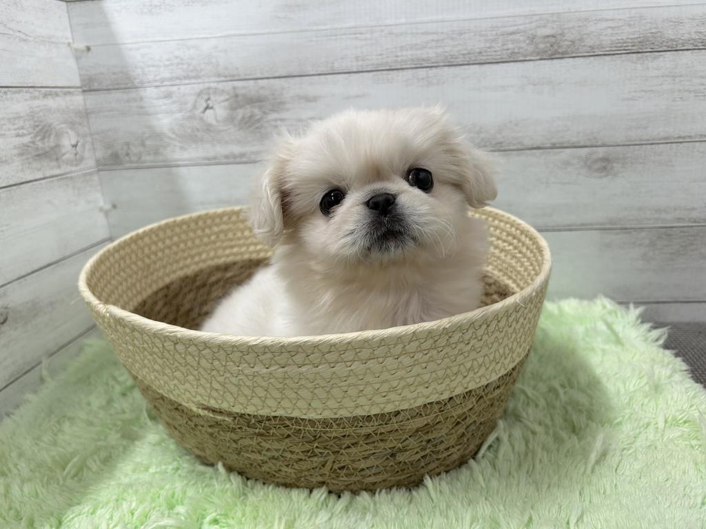 茨城県のペキニーズ (OneBuddyトモニーつくば店/2025年10月10日生まれ/女の子/ホワイト)の子犬の2枚目の画像