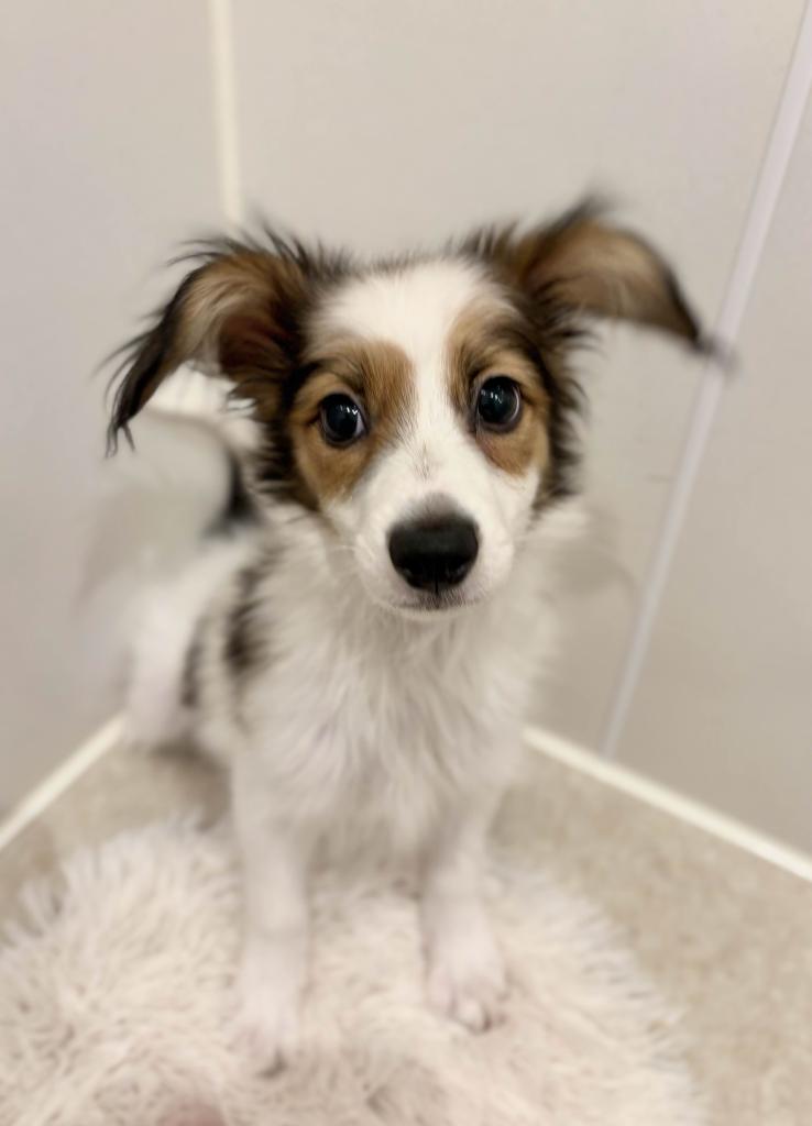 埼玉県のパピヨン (ペットプラザ草加松原店/2025年9月1日生まれ/男の子/ホワイトブラウン)の子犬の1枚目の画像