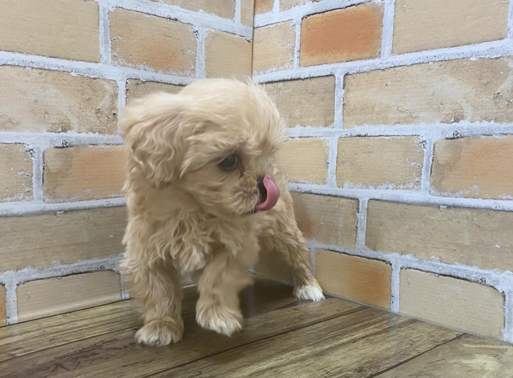 東京都のハーフ犬・ミックス犬 (OneBuddy町田三輪店/2025年9月7日生まれ/男の子/その他色)の子犬