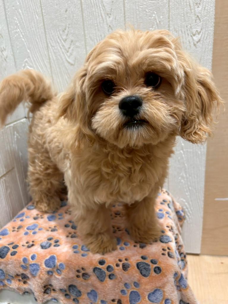 東京都のペキプー(ペキニーズ×プードル) (OneBuddy仙川店/2025年9月7日生まれ/男の子/その他色)の子犬の3枚目の画像