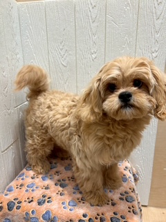 東京都のペキプー(ペキニーズ×プードル) (OneBuddy仙川店/2025年9月7日生まれ/男の子/その他色)の子犬の4枚目の画像