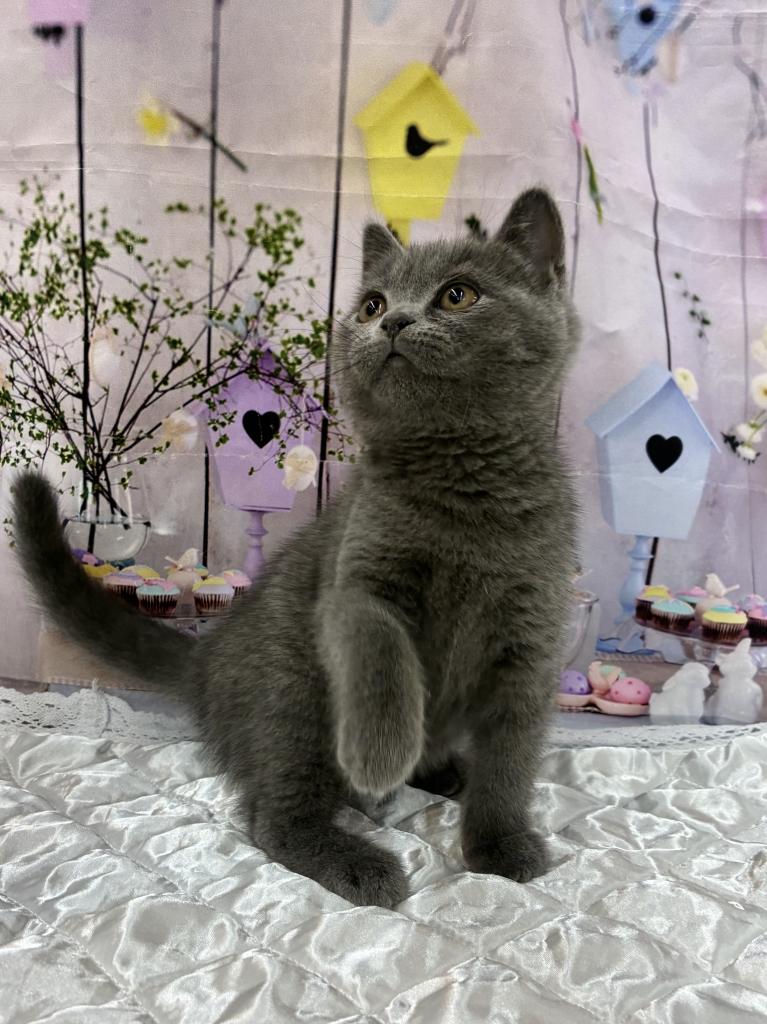 北海道のブリティッシュショートヘアー (ジャパンペッツトレーディング伏古店/2025年8月25日生まれ/男の子/ブルー)の子猫